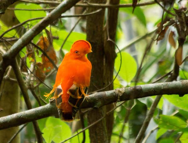 Guianan Cock-of-The-Rock