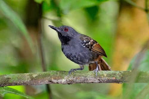 Magdalena Antbird (E). Photo: Alejandro Pinto