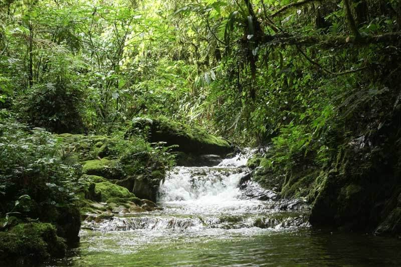 Cloud forest stream, La Patasola Reserve, Coffee Region