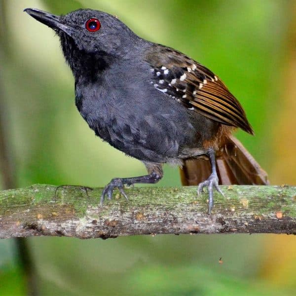 Magdalena Antbird (E). Photo: Alejandro Pinto