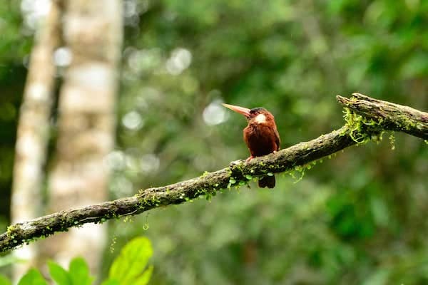 White-eared Jacamar. Photo: Juan Diego Castillo